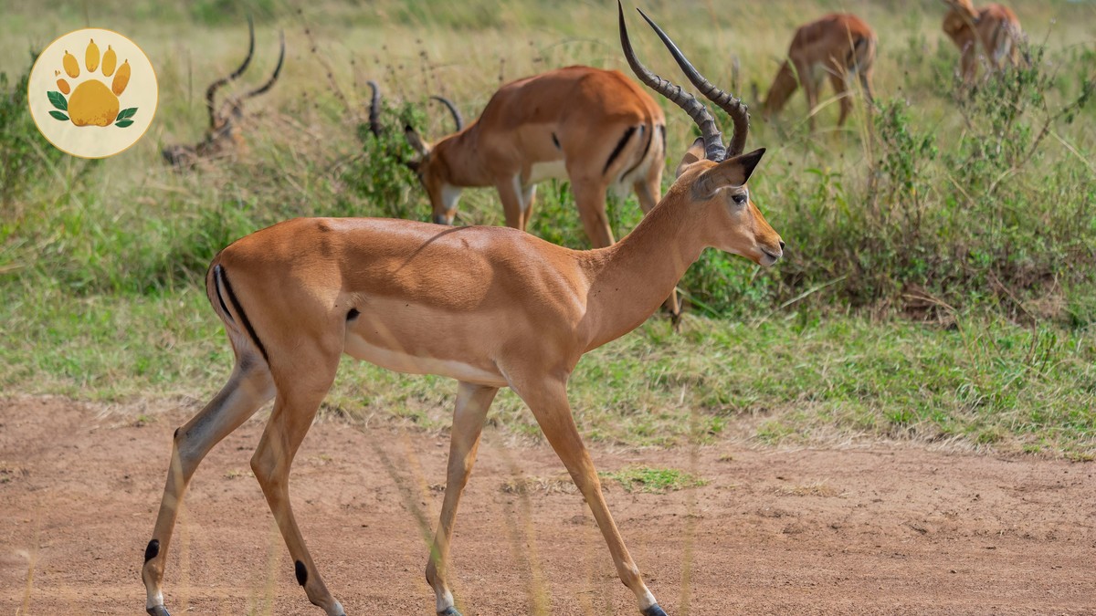 Why Visit Laikipia Plateau, Kenya: A Second-Safari Guide