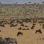 Wildebeest Migration: Kenya vs Tanzania Timing Guide