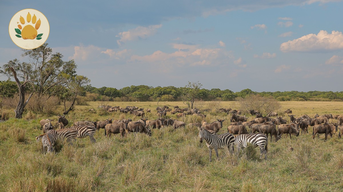 Wildebeest Migration: Kenya vs Tanzania Timing Guide - photo 2