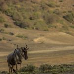 Wildebeest Migration Tracker Kenya: How It Works & Mara Timing