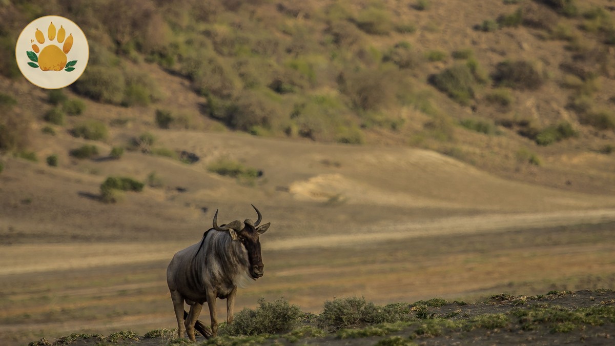 Wildebeest Migration Tracker Kenya: How It Works & Mara Timing