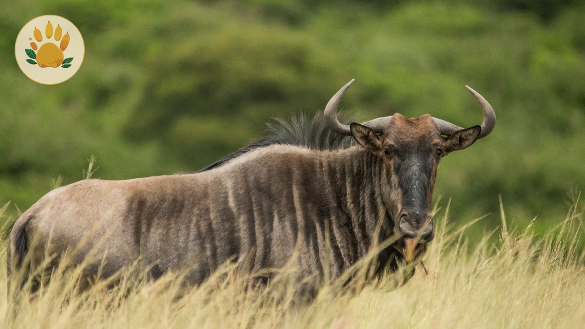 Wildebeest Migration Tracker Kenya: How It Works & Mara Timing - photo 1