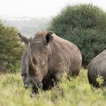 Borana Conservancy Safari Cost: $930 Per Night -- Photo by Marri Shyam on Pexels