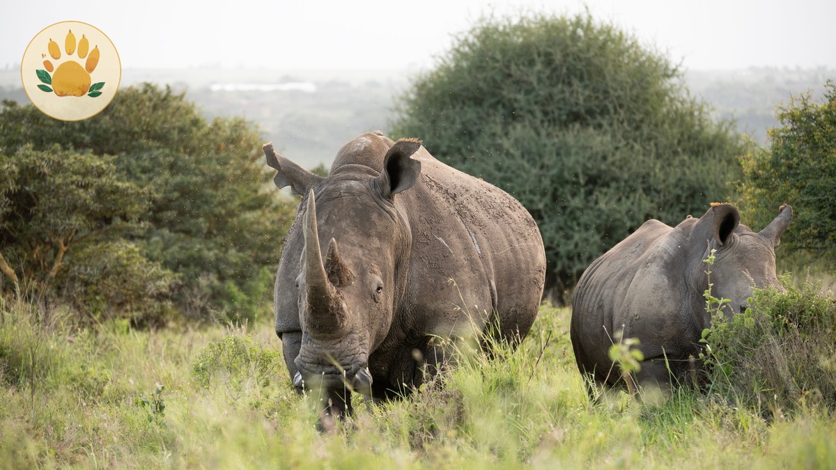 Borana Conservancy Safari Cost: $930 Per Night -- Photo by Marri Shyam on Pexels