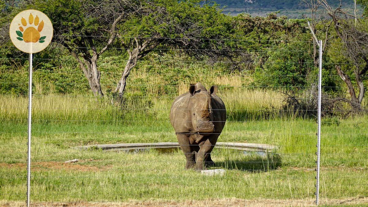 Borana Conservancy Safari Cost: $930 Per Night - photo 2
