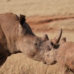 Borana vs Ol Pejeta Safari: Rhinos, Cost, and Access -- Photo by Jan Venter on Pexels