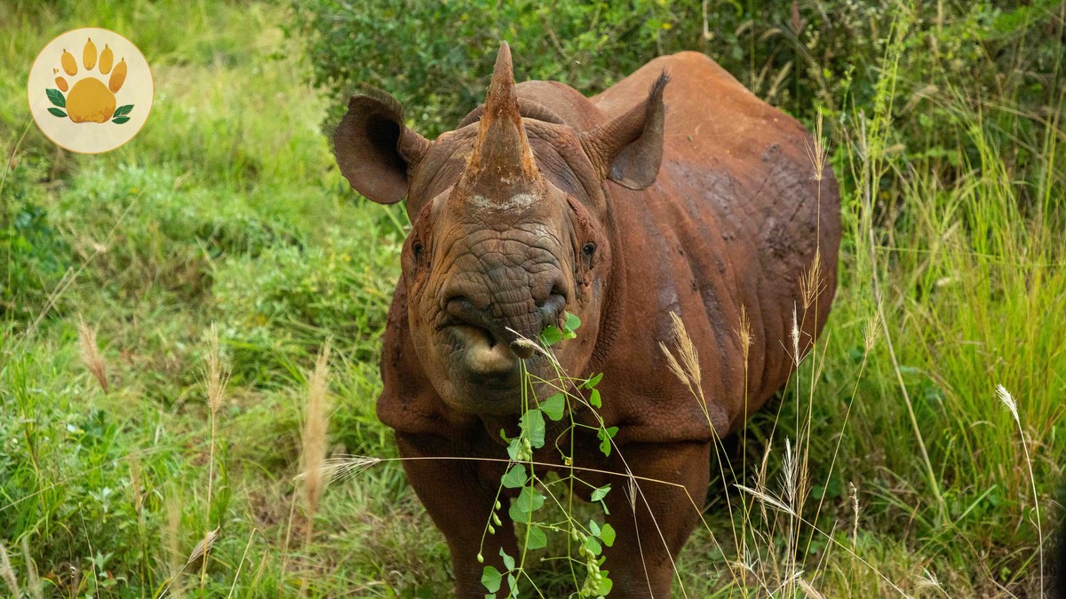 Borana vs Ol Pejeta Safari: Rhinos, Cost, and Access - photo 1