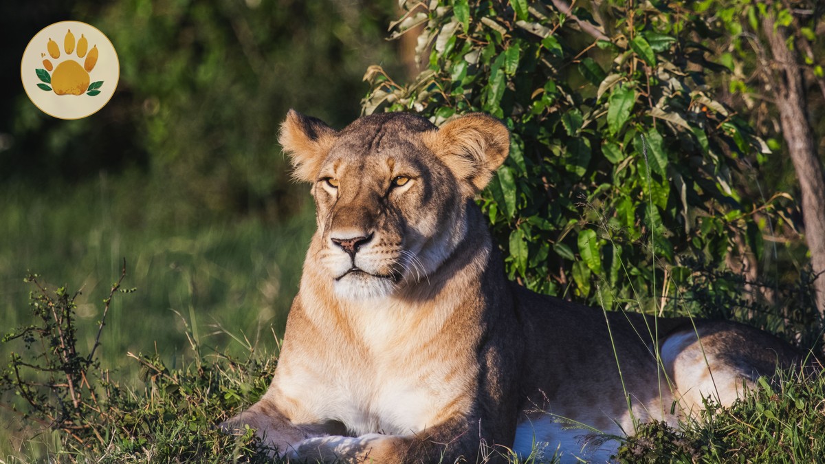 Borana vs Ol Pejeta Safari: Rhinos, Cost, and Access - photo 2