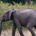 Can Solo Travelers Join Walking Safaris: 5 Ways -- Photo by Mr Sketch on Pexels