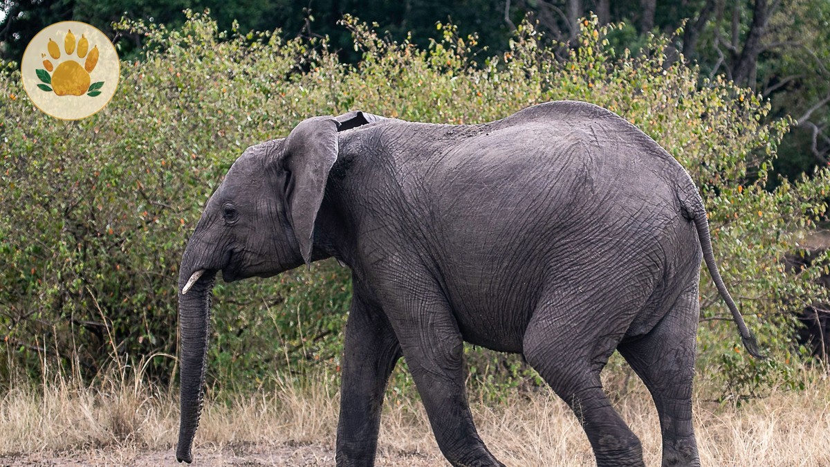 Can Solo Travelers Join Walking Safaris: 5 Ways -- Photo by Mr Sketch on Pexels