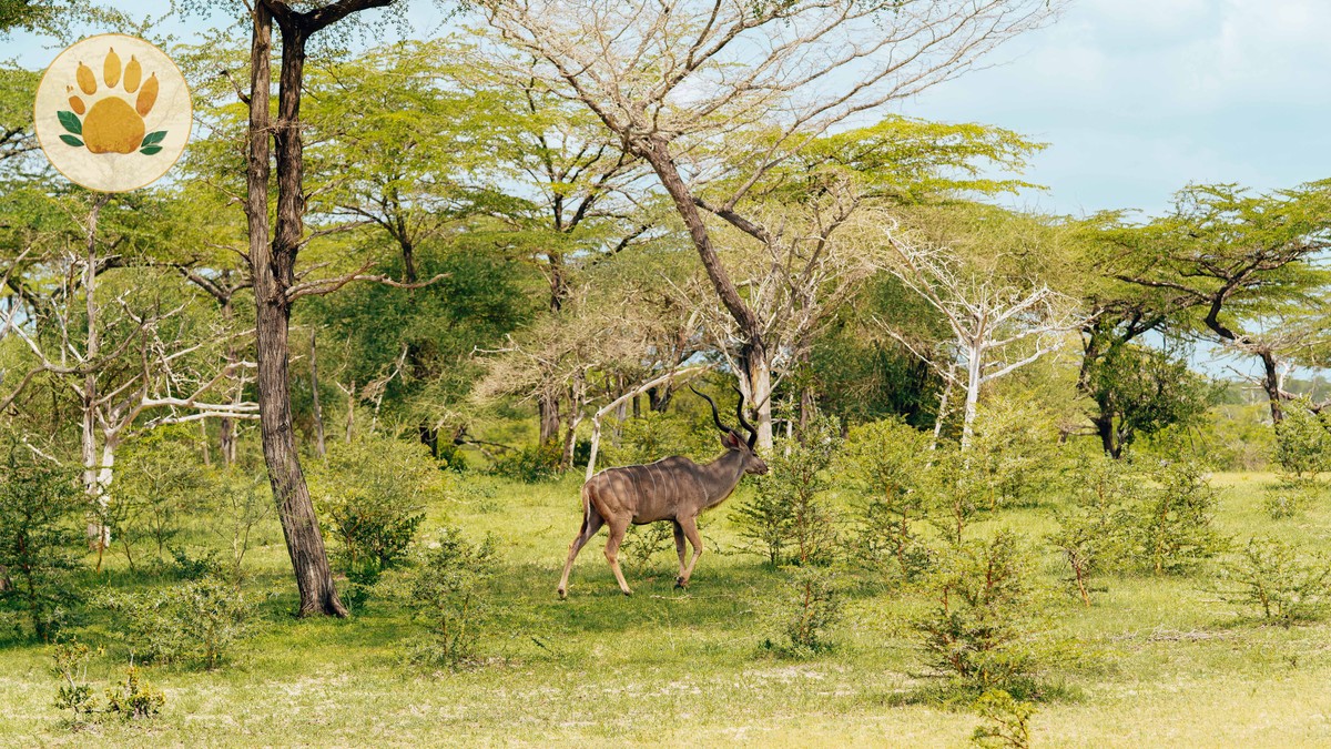 Can Solo Travelers Join Walking Safaris: 5 Ways - photo 2