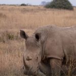 How Do Conservancy Fees Help Communities: 5 Benefits -- Photo by Twilight Kenya on Pexels