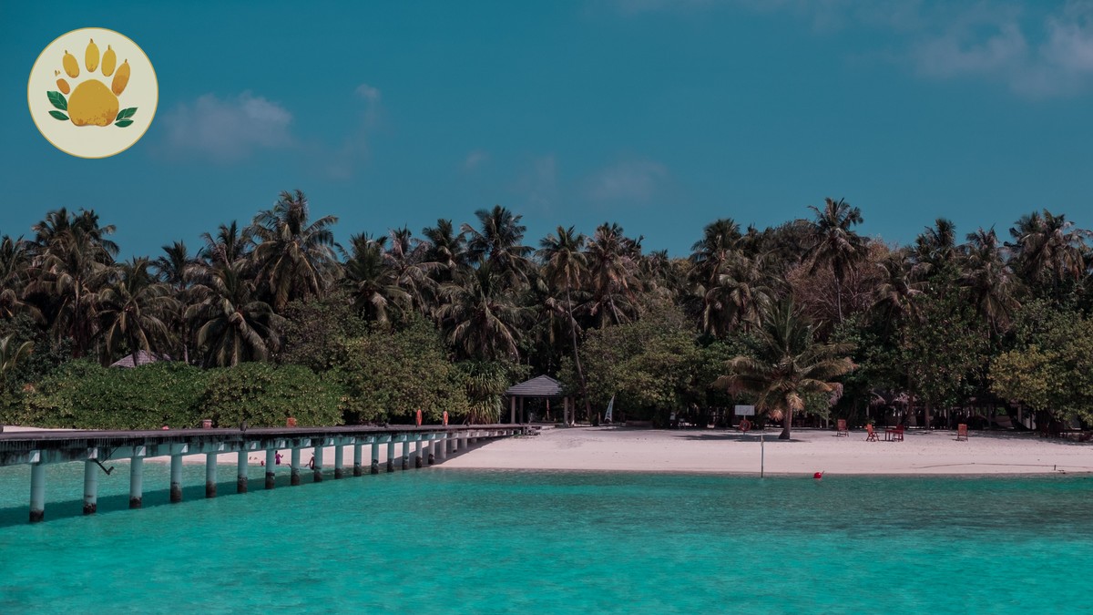 Diani beach safe for swimming: Tide Times and Tips - photo 2
