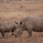 Kenya Conservancy Versus National Reserve: 3 Safari Choices -- Photo by Twilight Kenya on Pexels