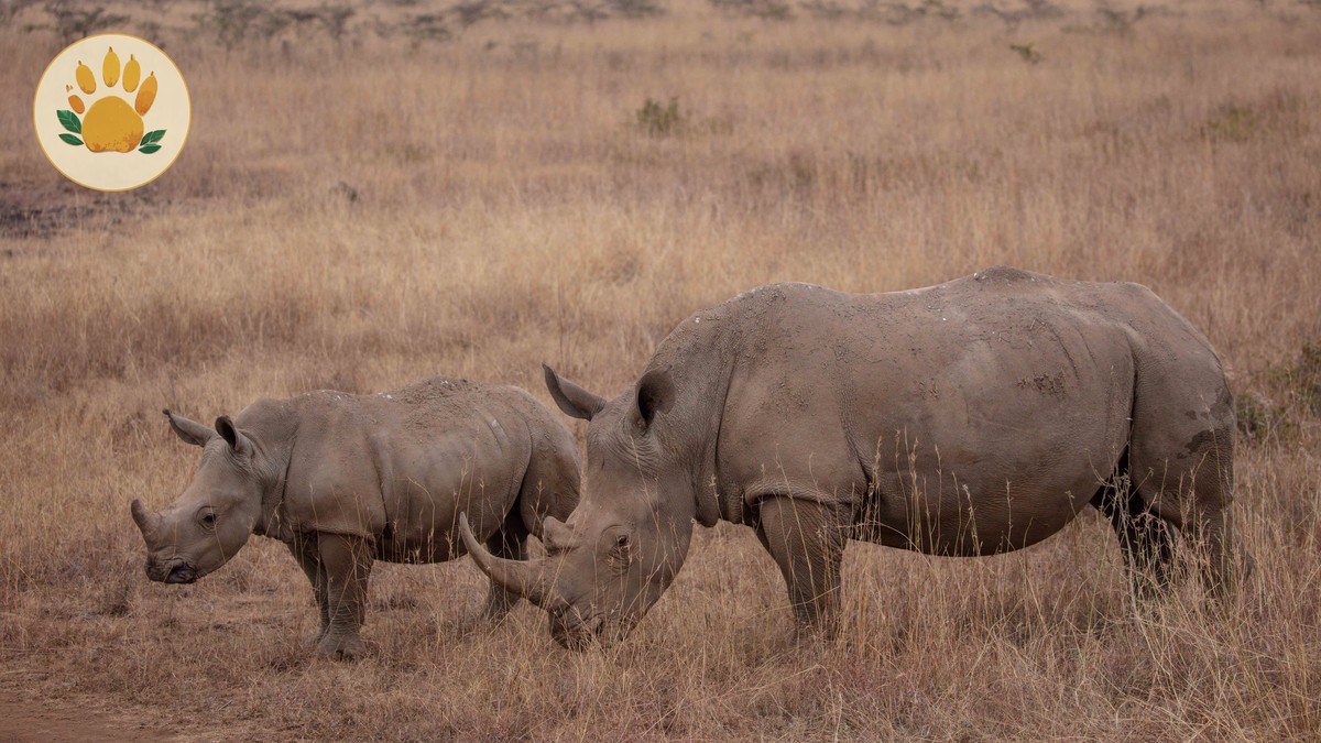 Kenya Conservancy Versus National Reserve: 3 Safari Choices -- Photo by Twilight Kenya on Pexels