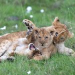 Kenya Safari Family Lodge Age Policies: 5 Key Rules -- Photo by Hugo Sykes on Pexels