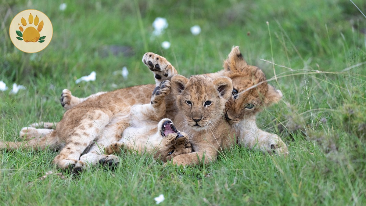 Kenya Safari Family Lodge Age Policies: 5 Key Rules -- Photo by Hugo Sykes on Pexels