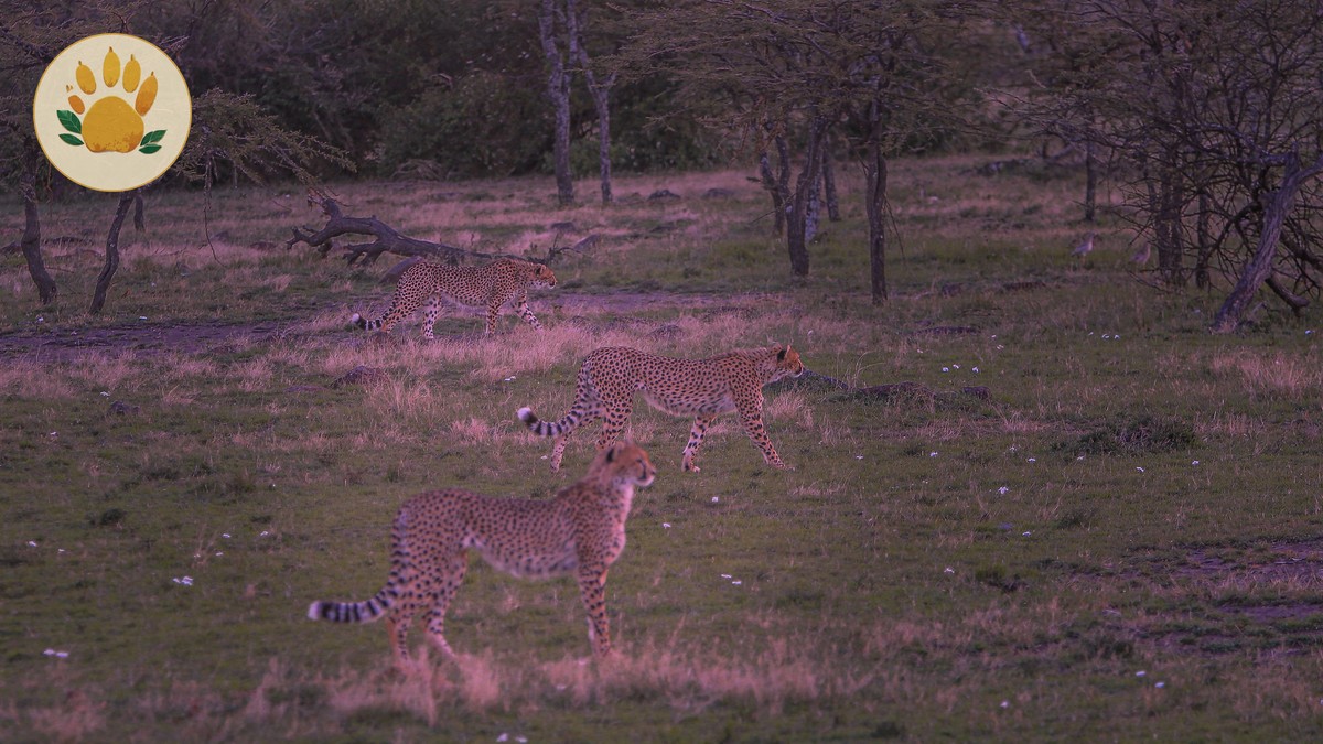 German-Speaking Kenya Safaris: What a 7-Day Trip Costs - photo 2