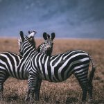 Kenya Safari Guide Italian Speakers: $90-$650/Day -- Photo by Twilight Kenya on Pexels