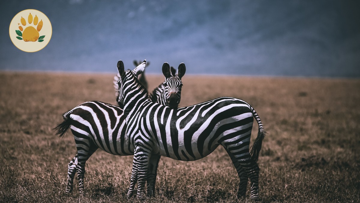 Kenya Safari Guide Italian Speakers: $90-$650/Day -- Photo by Twilight Kenya on Pexels