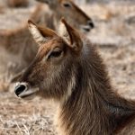 kenya safari guide for japanese speakers: $2,000-$5,000 -- Photo by Frans van Heerden on Pexels