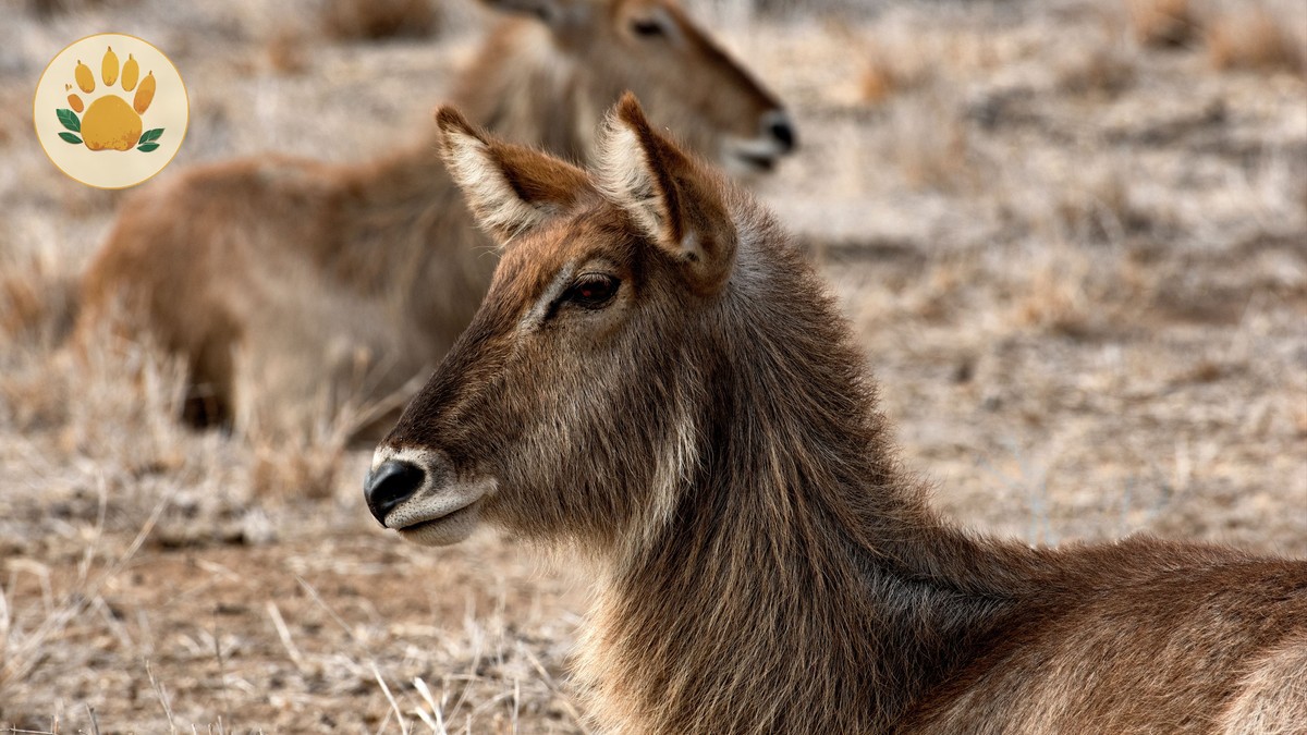 kenya safari guide for japanese speakers: $2,000-$5,000 -- Photo by Frans van Heerden on Pexels