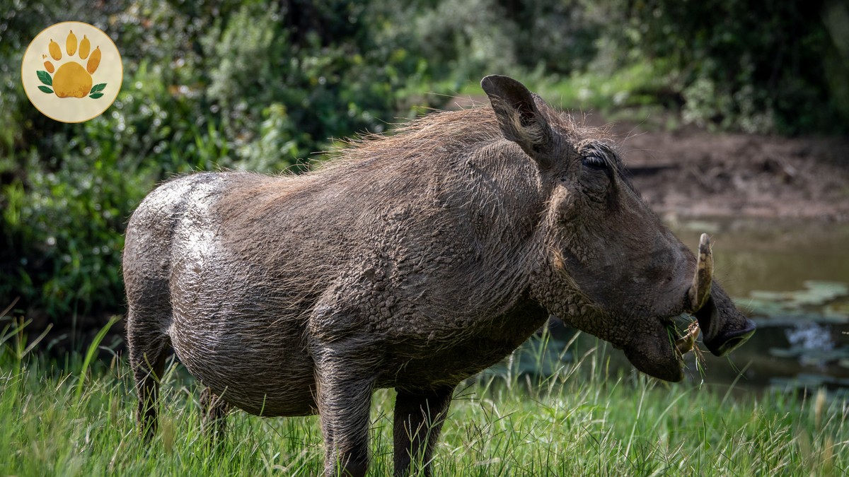 kenya safari guide for japanese speakers: $2,000-$5,000 - photo 2