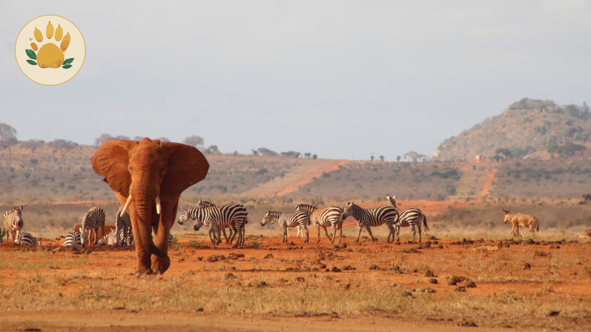 Swedish-Speaking Guides for Kenya Safaris: Costs & eTA - photo 2