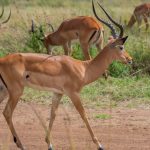 7-Day Kenya Safari Route and Costs for Malayalam Speakers -- Photo by Kyama Kilonzo on Pexels