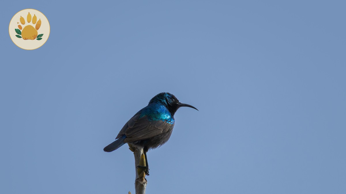 Kenya Safari November Birding Guide: Best Parks to Visit - photo 2