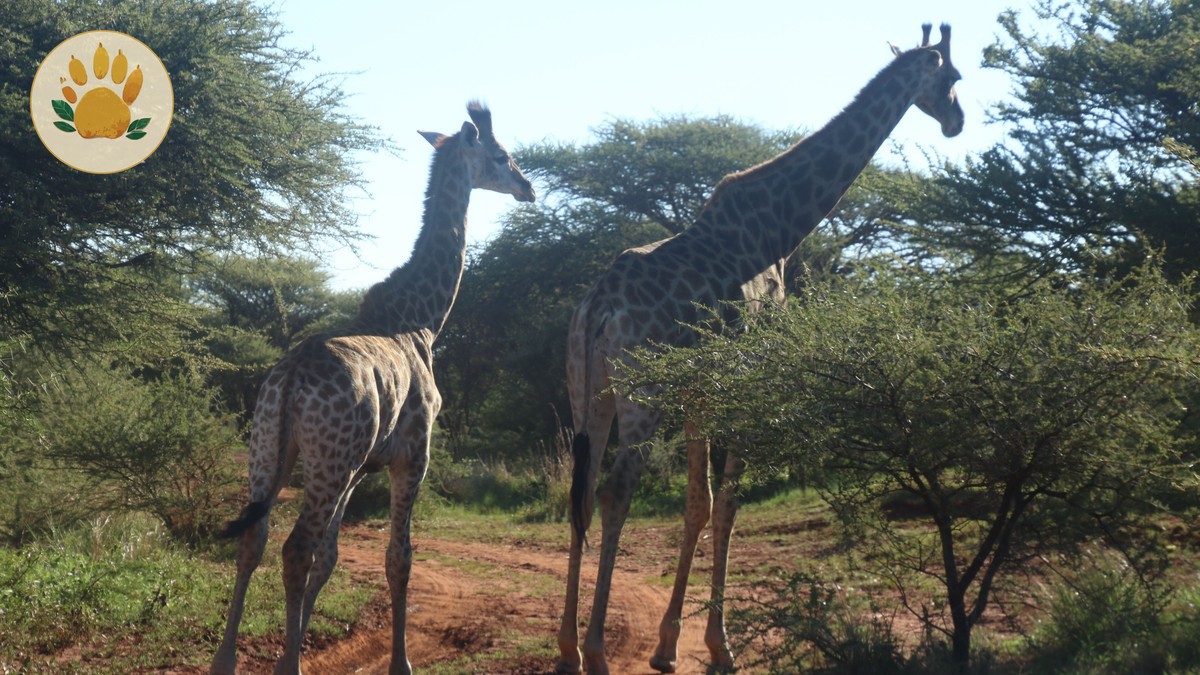 Kenya safari park map by landscape: 7 Regions Explained -- Photo by Magda Ehlers on Pexels