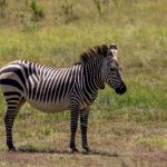 Kenya Safari for Punjabi Families: Costs, Guides, and Routes -- Photo by Magda Ehlers on Pexels