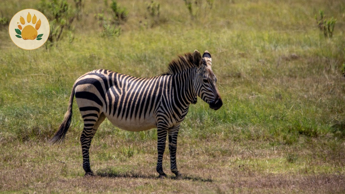 Kenya Safari for Punjabi Families: Costs, Guides, and Routes -- Photo by Magda Ehlers on Pexels