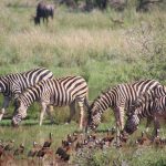 Kenya Safari Budget and 7-Day Route for Telugu Travelers -- Photo by Magda Ehlers on Pexels