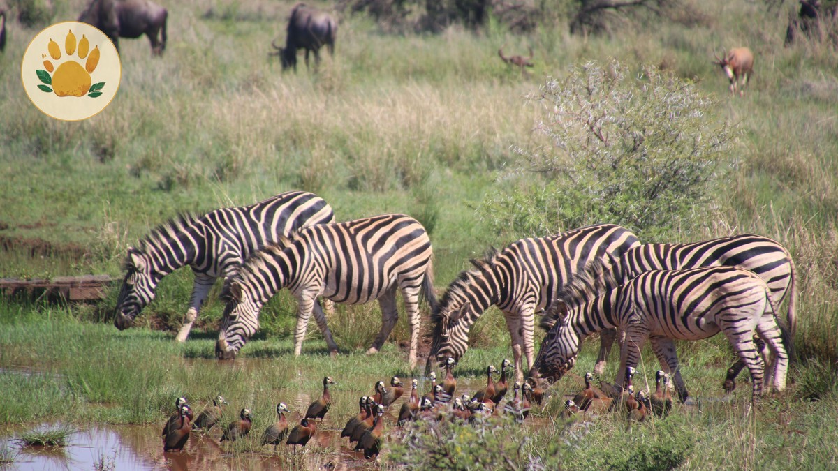 Kenya Safari Budget and 7-Day Route for Telugu Travelers -- Photo by Magda Ehlers on Pexels