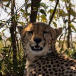 Laikipia Private Conservancy Costs: $350-$2,000 a Night -- Photo by Vishva Patel on Pexels