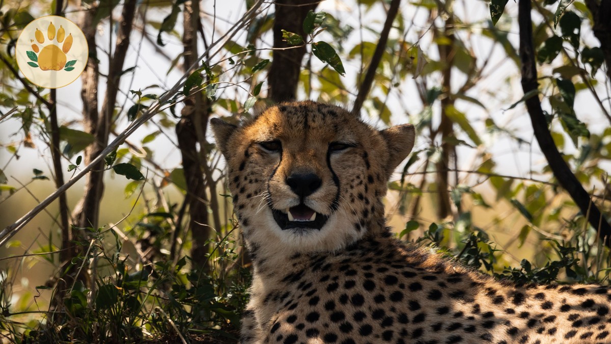 Laikipia Private Conservancy Costs: $350-$2,000 a Night -- Photo by Vishva Patel on Pexels