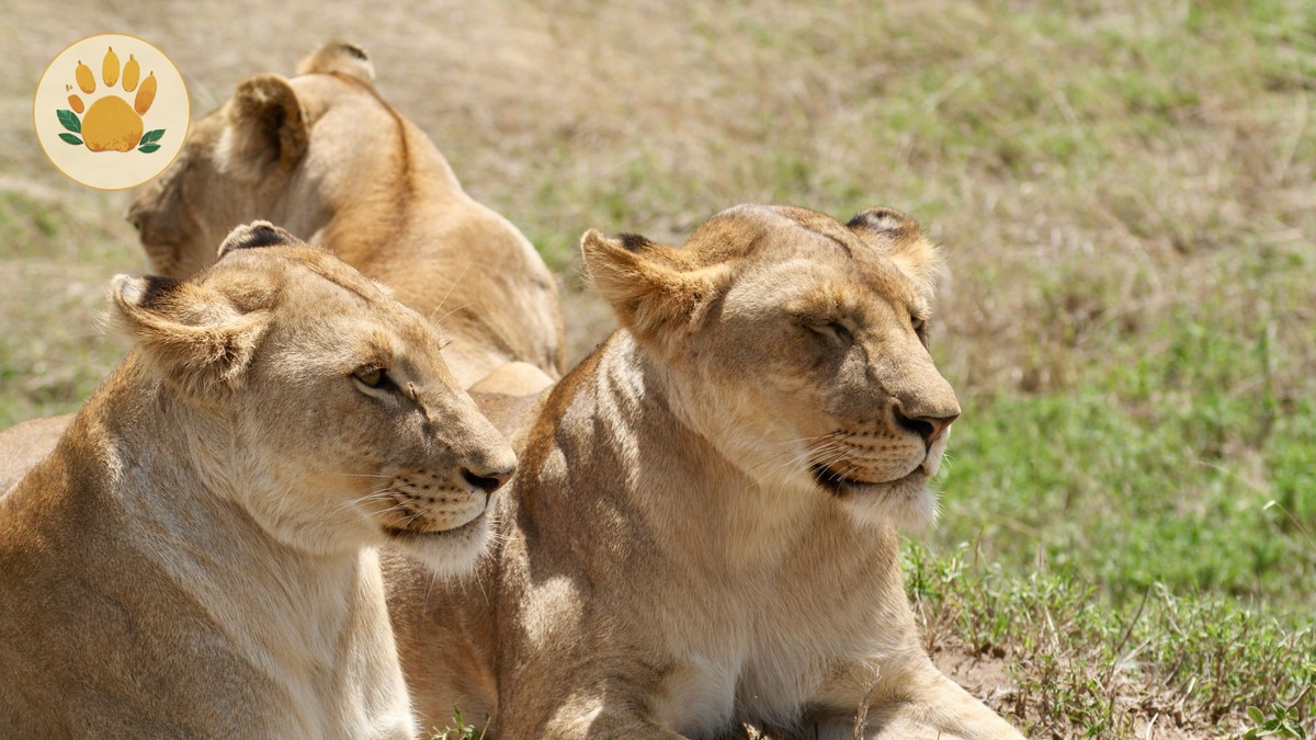 Laikipia Safari Cost Breakdown: $150-$2,000 Per Day -- Photo by Brett Bennett on Pexels