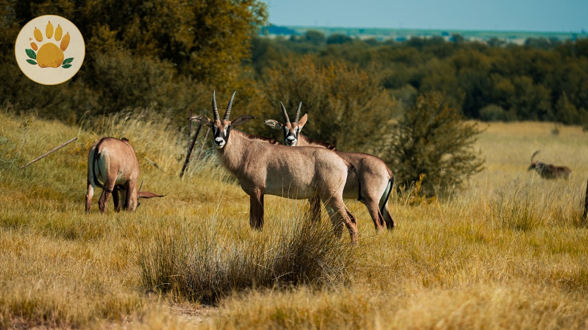 Lewa Conservancy Conservation Fee: $126 Overnight - photo 2