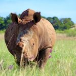 Lewa Rhino Monitoring Experience: What Guests See -- Photo by Russell TOWERS on Pexels