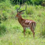 Lewa vs Borana Conservancy: $90-$200 Visit Costs -- Photo by Collines Omondi on Pexels