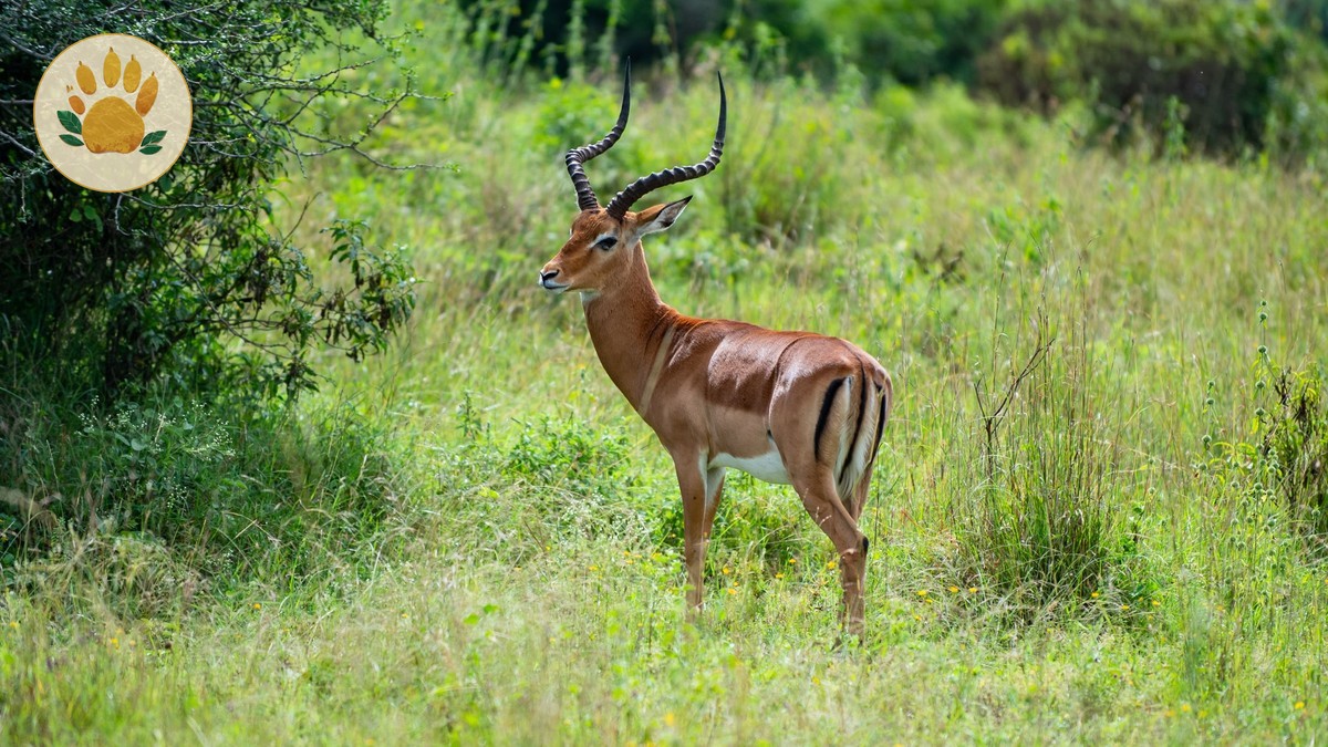 Lewa vs Borana Conservancy: $90-$200 Visit Costs -- Photo by Collines Omondi on Pexels