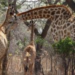 Maasai Mara Family Safari Packing: 15 Essentials -- Photo by Charlene Du Toit on Pexels
