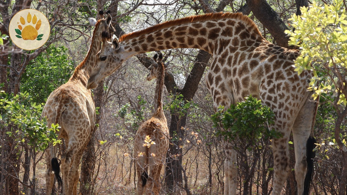 Maasai Mara Family Safari Packing: 15 Essentials -- Photo by Charlene Du Toit on Pexels