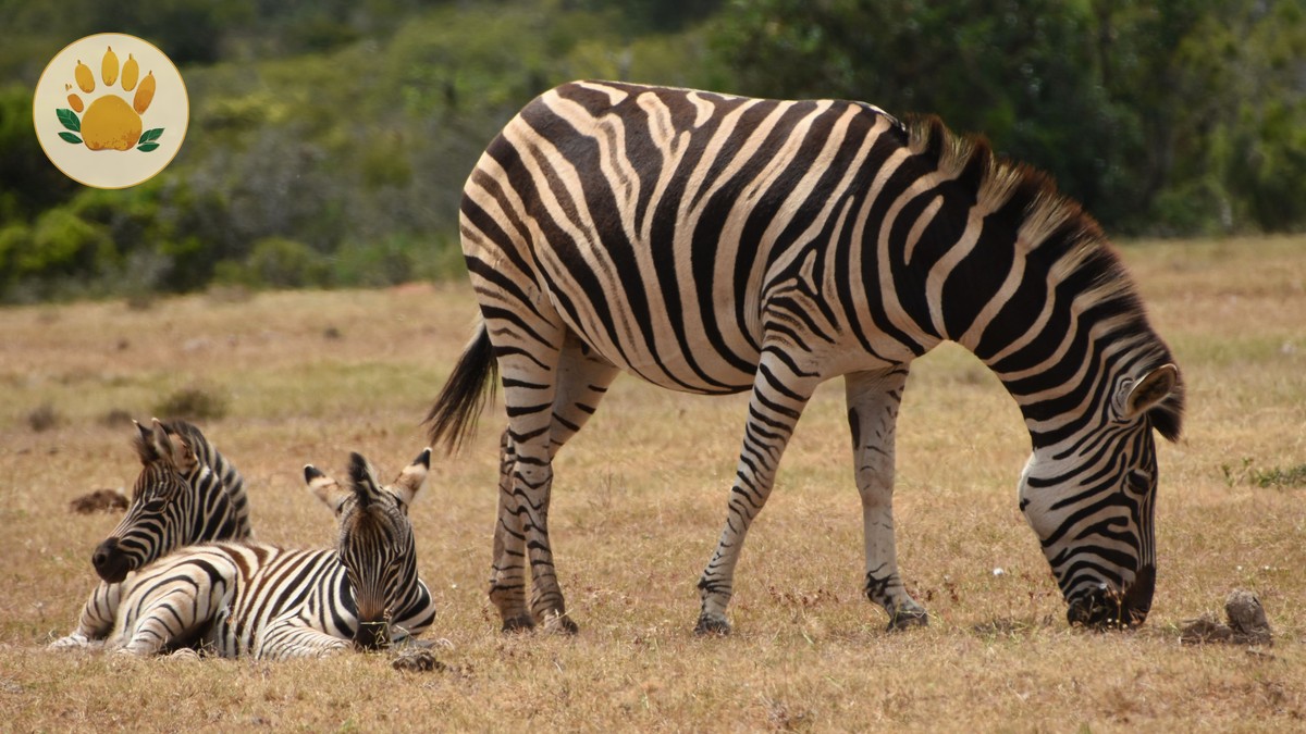 Maasai Mara Family Safari Packing: 15 Essentials - photo 2