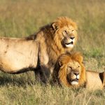 Masai Mara Can Children See a Kill: Parent Tips -- Photo by Hugo Sykes on Pexels