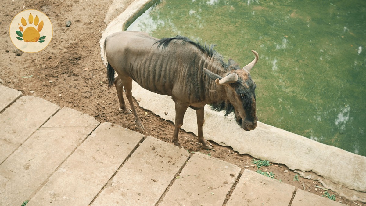 Masai Mara Can Children See a Kill: Parent Tips - photo 1