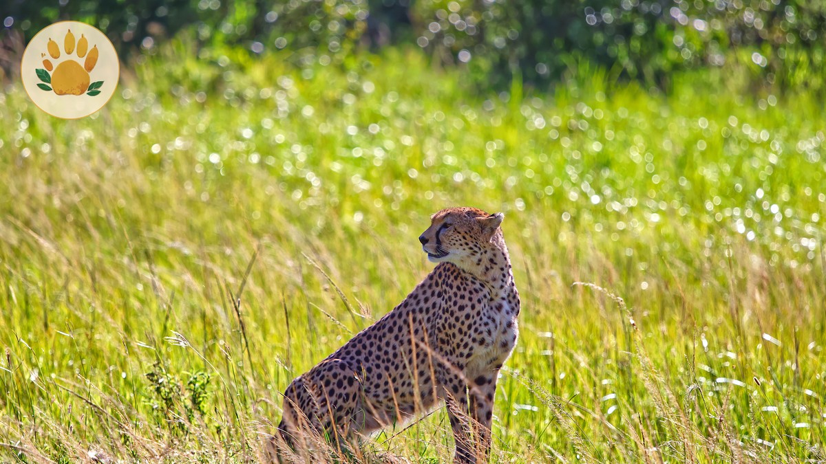 Masai Mara Can Children See a Kill: Parent Tips - photo 2