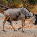 Mount Kenya How Avoid Altitude Sickness: 5 Steps -- Photo by Alex Levis on Pexels