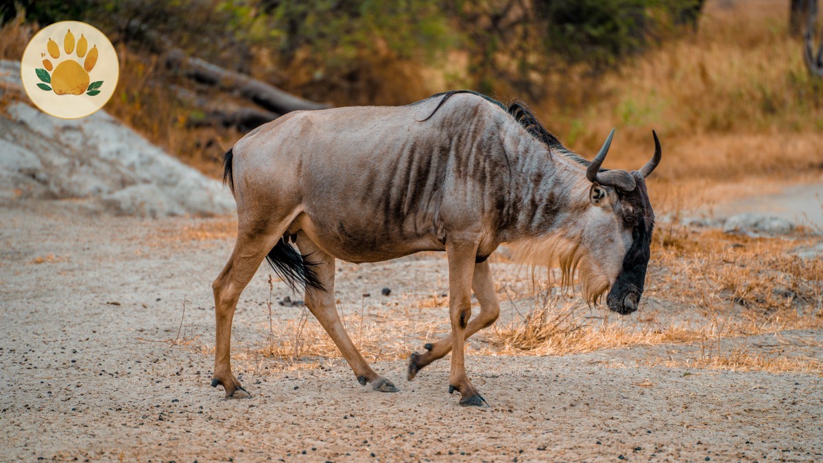Mount Kenya How Avoid Altitude Sickness: 5 Steps -- Photo by Alex Levis on Pexels